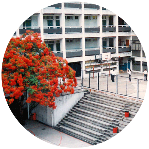 Poinciana blossom in the campus